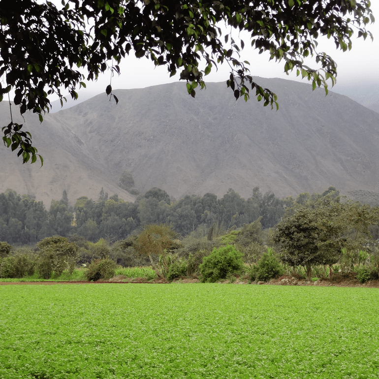 Terrenos
